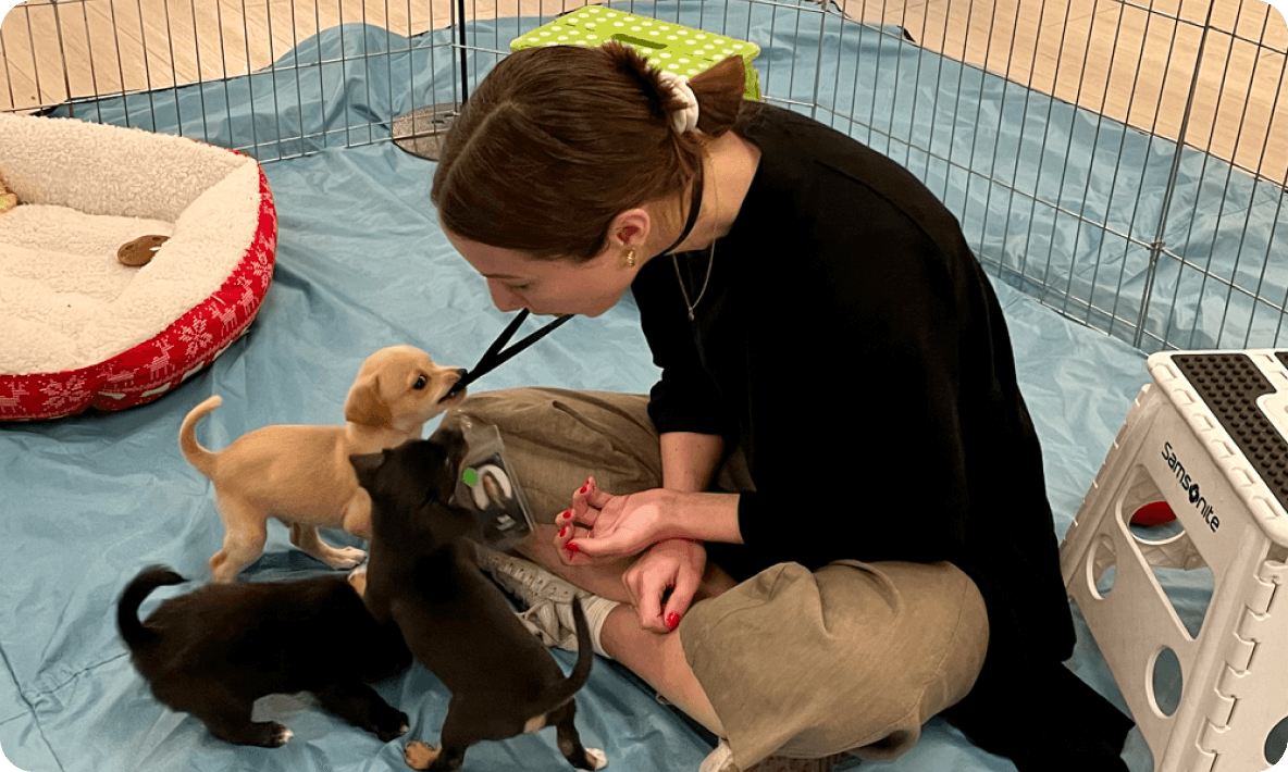 A person playing with dogs